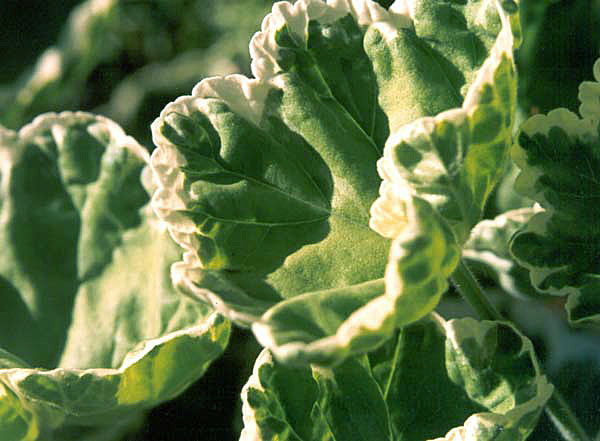  I even plant these pelargoniums in the shade. They may not flower, but their foliage looks great! 