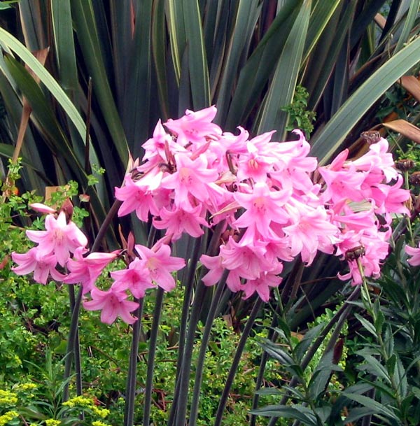  In the Stables Garden. 