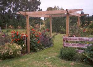  The pergola's first summer - a red dahlia has bossed its way into the scene. 