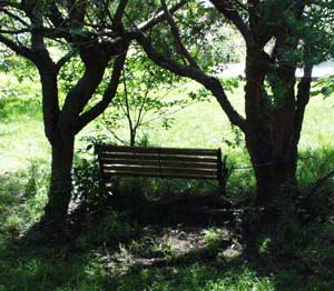  Stephen and I often used to sit here for lunch in summer. 