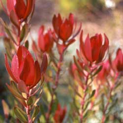  This is the leucadendron Safari Sunset. 