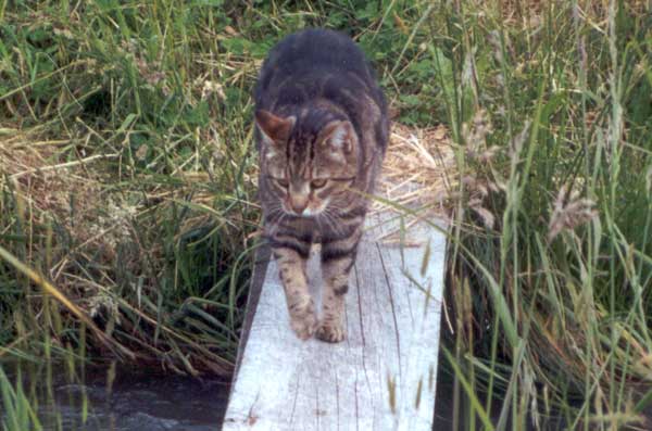  What a beautiful tabby cat Sifter is! 