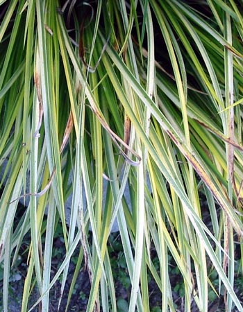  An evergreen grass-like plant. 