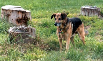  Taj-dog is contemplating something. 