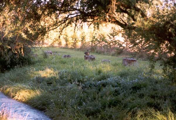  An early inspiring view of the grass area. 