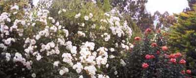  Iceberg roses never fail to impress. These are the climbing variety. 