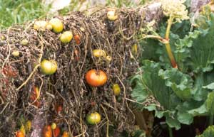  Something always goes wrong with my outdoor tomatoes. They never work. 