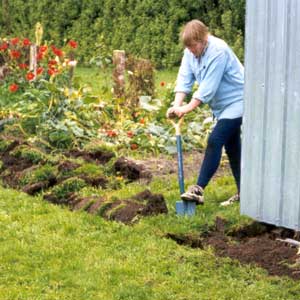  Digging to make the potager bigger. 