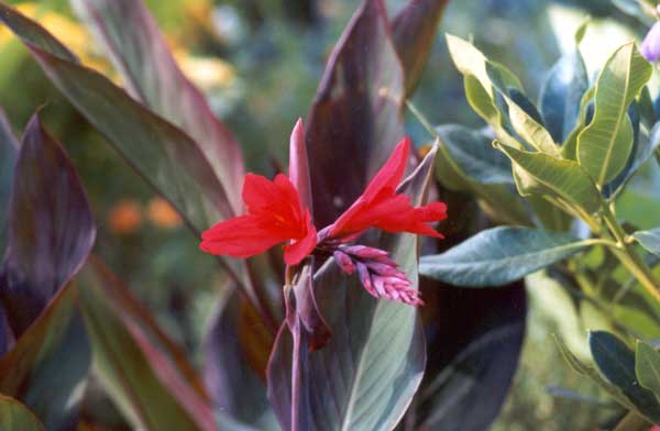  I bought this canna from a specialist grower. It's very beautiful. 