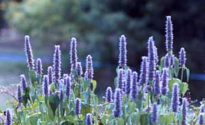  Agastache 