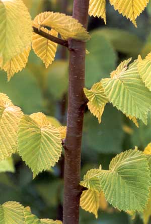  Close-up of texture on leaves. 