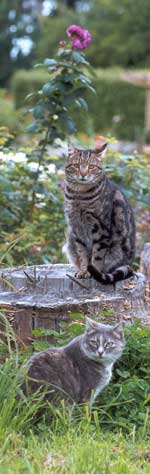 Sifter and Jerome photographed 10 seconds after a furious cat-fight. These two cats often keep me company over the other side of the water race. 