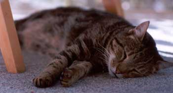  Sifter snoozing on the carpet in cat lounge. 