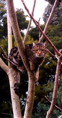  ...posing as usual for the camera. The wattle in the background is starting to flower. 