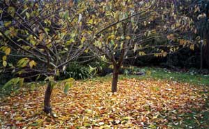  A carpet of gold in the grass. 