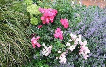  An example of Moosey's robust cottage gardening style, in one of the patio borders. 