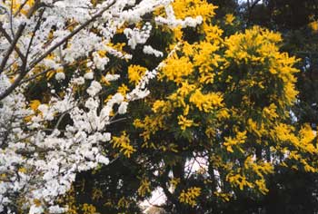  These trees bring spring colour to the pond paddock. 