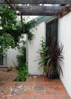  When the red cordyline gets too big it goes into a border somewhere and I start all over again. 