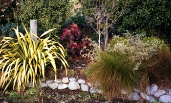  Pittosporums form a green backdrop for the flax and the Oak leaved Hydrangea. 