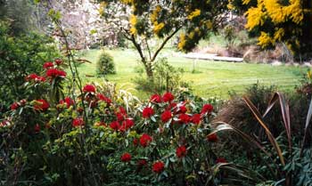  The rhododendrons do well here under the wattle trees, considering how dry the ground is. 