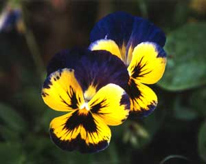  Self sown pansies bravely flowering mid winter. 