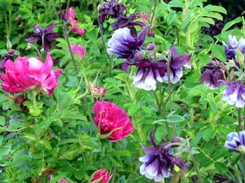  The aquilegias grow underneath a deep pink rugosa rose. 