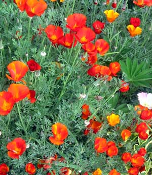  I forget how much fun these flowers are. They're planted near the Willow tree. 