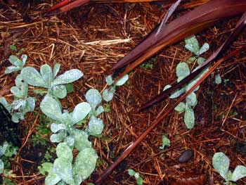  These are one of my favourite self-seeding plants, with beautiful glaucous blue-green foliage and small bluey-purple flowers 