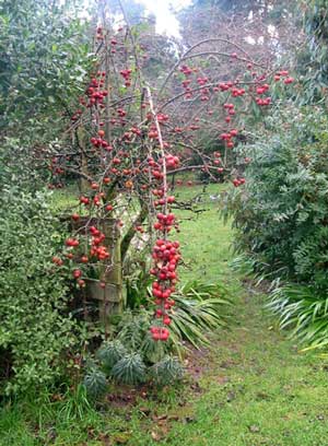  The birds spend each winter day hopping all over this tree, feeding 