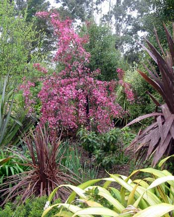  Blossom in Middle border. 