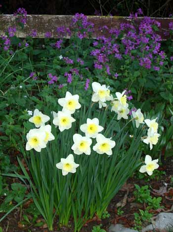  Daffodils and honesty. 