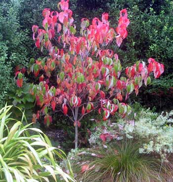  A Dogwood in the Dogpath garden ... quite a suitable tree. 