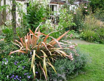  This flax lives in the house patio border. Its colours glow, especially in autumn and winter. 