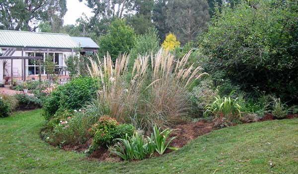  Out came the ugly patches of pink Watsonias, in went the favourite Iris confusa. 