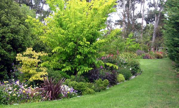  The Golden elm stretching out in Middle border. 