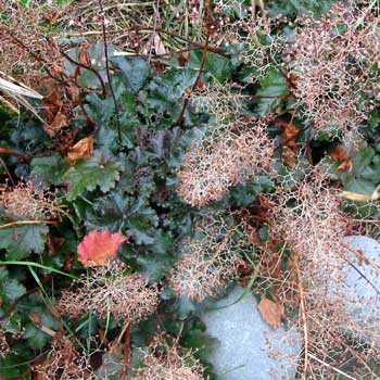  These beautiful heucheras are planted over the water race on the edge of Duck Lawn. 