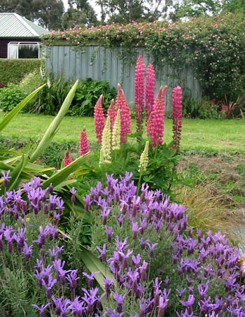  Russell lupins and lavender at the edge of Duck Lawn. 