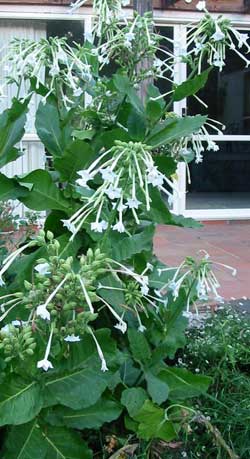  These plants smell beautiful at night. 