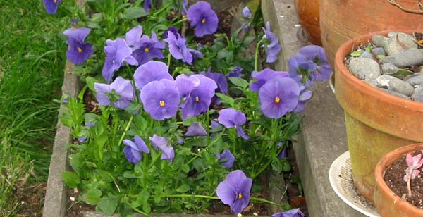  These are beautifully growing in a planter box by the decking. I can't remember planting them here. 