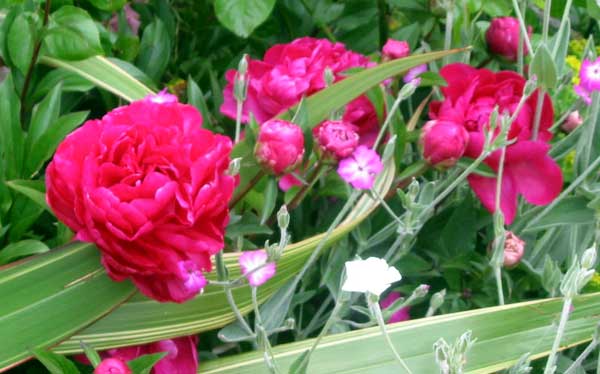  The peonies are well established now and flower for ages. 