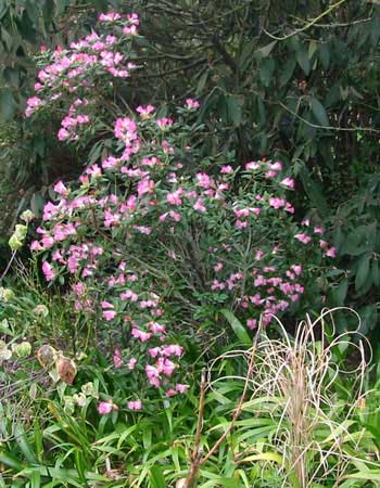  This is one of spring's first flower bursts 