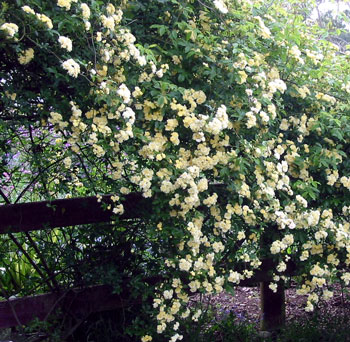  Every year this rose surprises me with its beauty and its growth. Every year more of the clothes line disappears, too. 