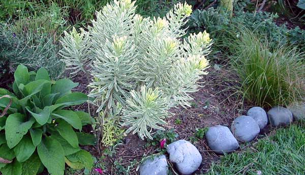  The variegated euphorbia is finally filling out. I've had no luck propagating this plant. 