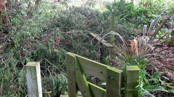  Which is now totally cleaned up - firewood sawn and stored, the rest of the mess burnt. 