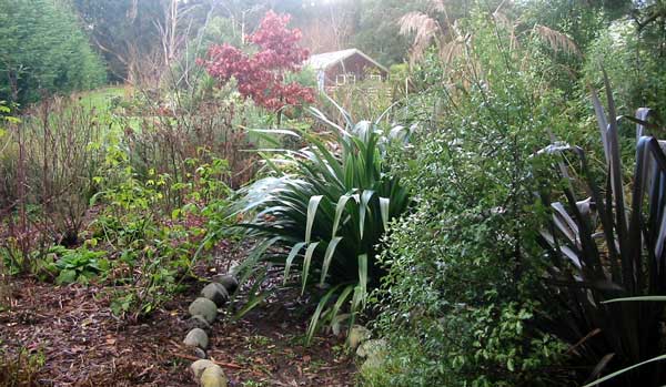  A view of the sleep-out taken from the Hen-House Border, with its flaxes, Toe Toe and rugosa roses. 