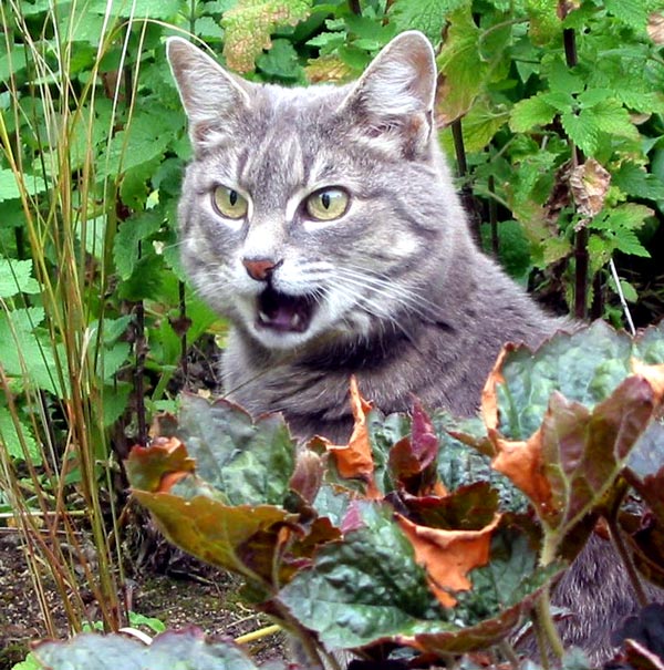  Stumpy the cat talks to me as I try and take her photo. 