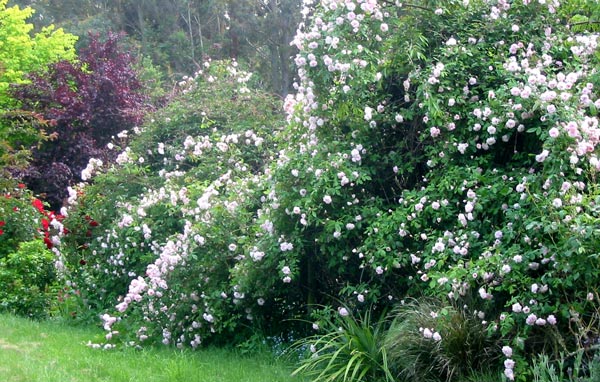  This Cecile Brunner rose is putting on its best show ever this year. 