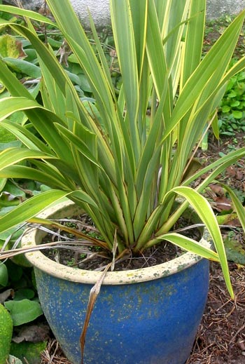  I've moved this pot to the side of the house to give some height and colour to Stephen's border. 