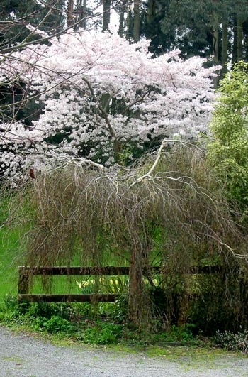  The cherry tree by the driveway is in full flower. 