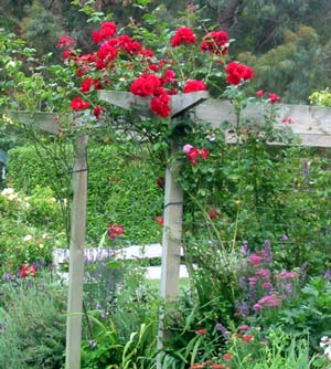  The red climbing rose flowers just before the second flush of Crepuscule's apricot blooms. It's a pity it's not fragrant. 